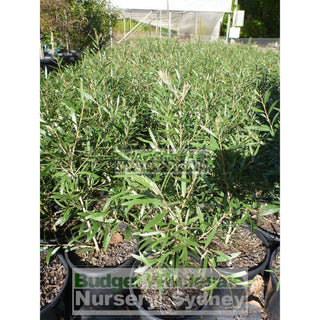 Callistemon Kings Park Special 200Mm Pot Red Bottlebrush Plants