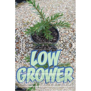 Callistemon Little John 200Mm Pot Plants