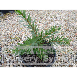 Callistemon Little John 200Mm Pot Plants