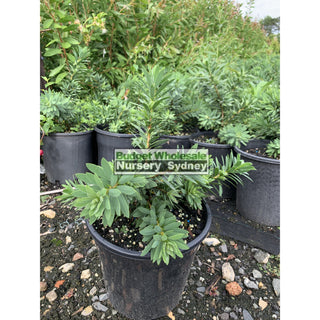 Callistemon Little John 200Mm Pot Plants