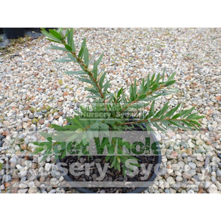 Callistemon Little John 200Mm Pot Plants