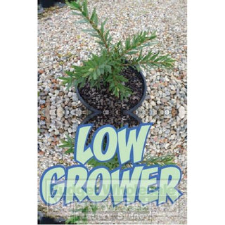 Callistemon Little John 200Mm Pot Plants