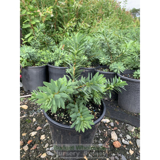 Callistemon Little John 200Mm Pot Plants