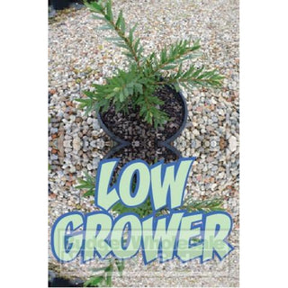 Callistemon Little John 200Mm Pot Plants