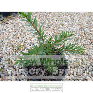 Callistemon Little John 200Mm Pot Plants