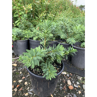 Callistemon Little John 200Mm Pot Plants