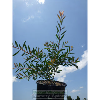 Callistemon Mauve Mist 200Mm Pot Bottlebrush Plants