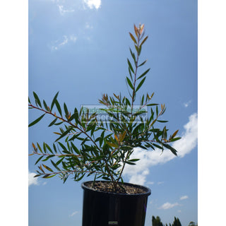 Callistemon Mauve Mist 200Mm Pot Bottlebrush Plants