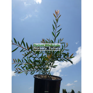 Callistemon Mauve Mist 200Mm Pot Bottlebrush Plants