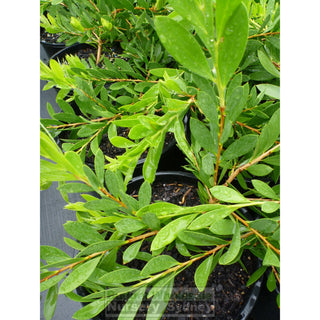 Callistemon Western Glory 200Mm Pot Red Bottlebrush Plants