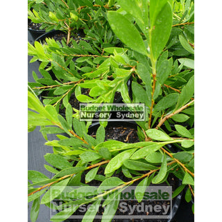 Callistemon White Anzac 200Mm Pot Bottlebrush Plants