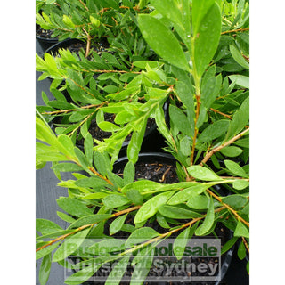 Callistemon White Anzac 200Mm Pot Bottlebrush Plants