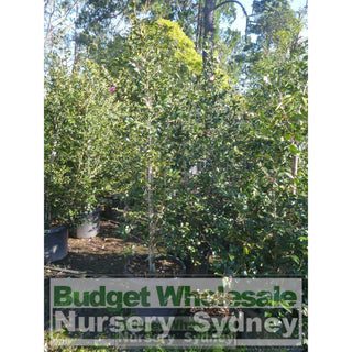 Camellia Sasanqua Advanced 500Mm Pot. Plants