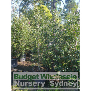 Camellia Sasanqua Advanced 500Mm Pot. Plants