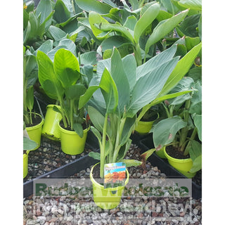 Canna Lilly Mixed 150Mm Default Type