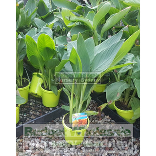 Canna Lilly Mixed 150Mm Default Type