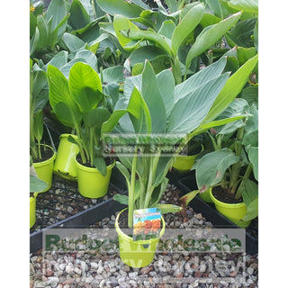 Canna Lilly Mixed 150Mm Default Type