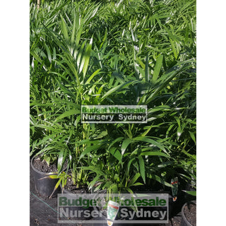 Cascade Palm 200Mm Pots - Chamaedorea Cataractarum Default Type