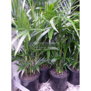 Cascade Palm 200Mm Pots - Chamaedorea Cataractarum Default Type