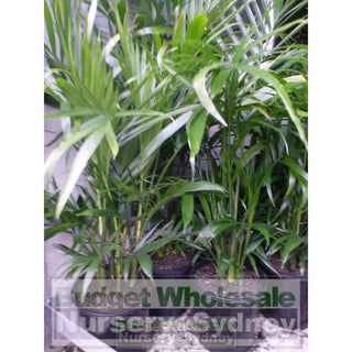 Cascade Palm Medium 250Mm Pots - Chamaedorea Cataractarum Default Type