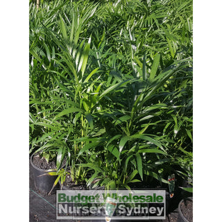 Cascade Palm Medium 250Mm Pots - Chamaedorea Cataractarum Default Type