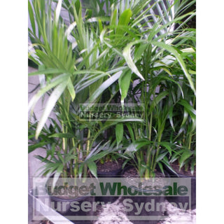 Cascade Palm Medium 250Mm Pots - Chamaedorea Cataractarum Default Type