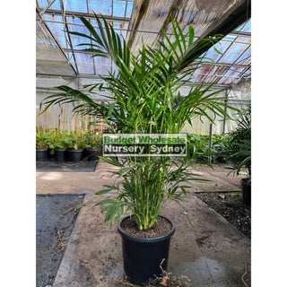 Cascade Palm Medium 300Mm/25L Pots - Chamaedorea Cataractarum Default Type