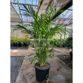 Cascade Palm Medium 300Mm/25L Pots - Chamaedorea Cataractarum Default Type