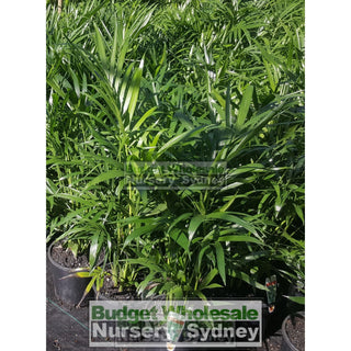 Cascade Palm Medium 250Mm Pots - Chamaedorea Cataractarum Default Type
