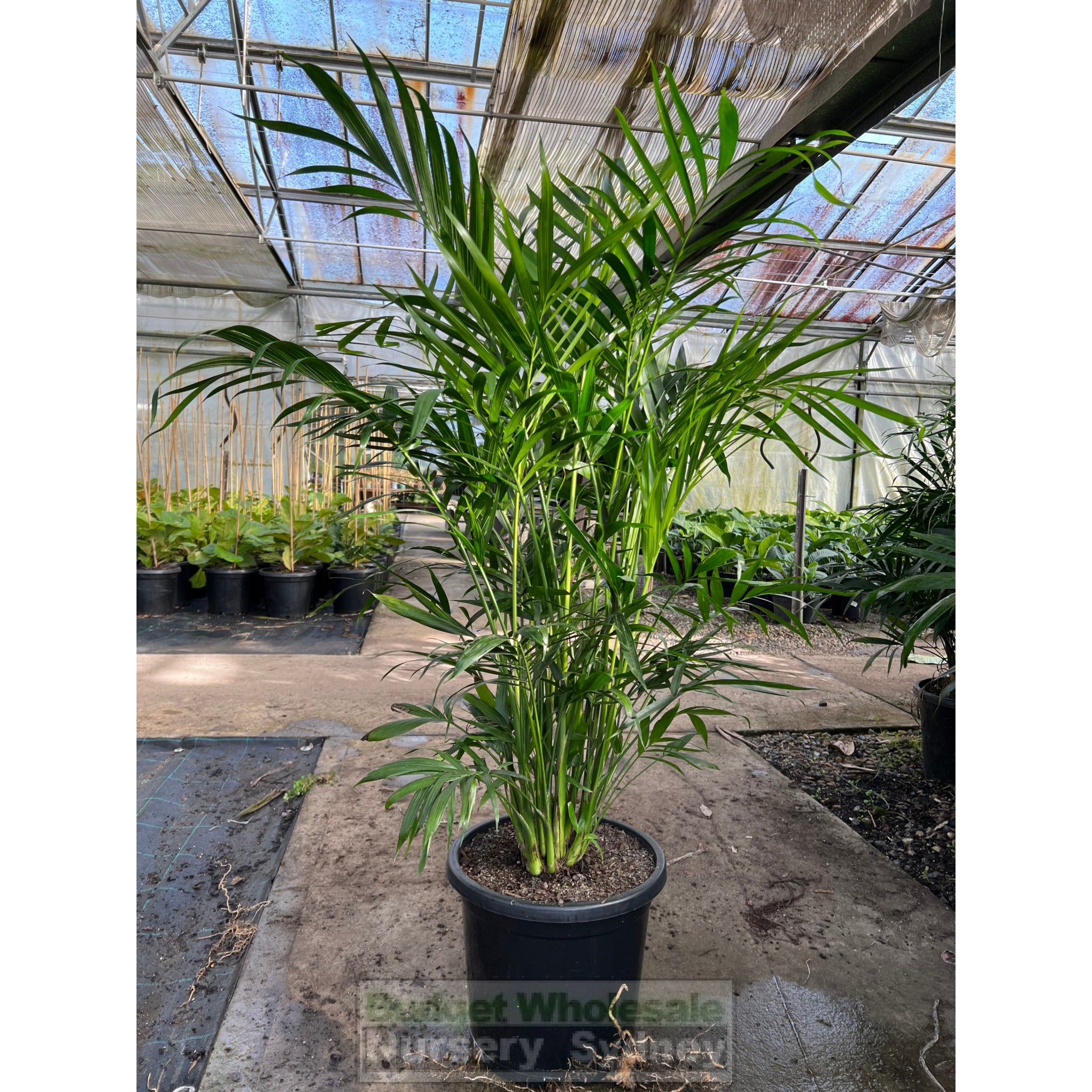 cat palm name Cascade Palm Medium 300mm/25L Pots