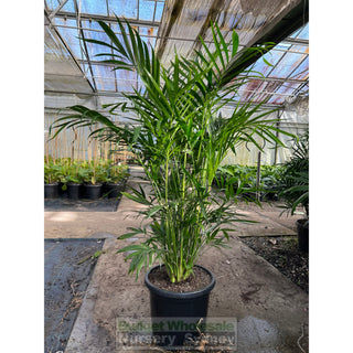 Cascade Palm Medium 300Mm/25L Pots - Chamaedorea Cataractarum Default Type