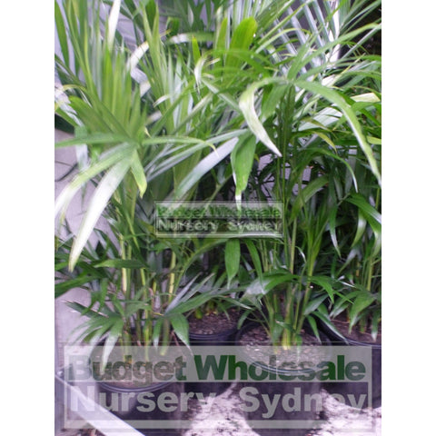 Cascade Palm Medium 250Mm Pots - Chamaedorea Cataractarum Default Type