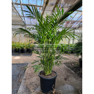 Cascade Palm Medium 300Mm/25L Pots - Chamaedorea Cataractarum Default Type