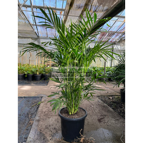 Cascade Palm Medium 300mm/25L Pots - Chamaedorea Cataractarum