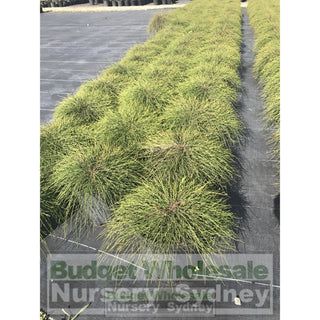 Casuarina Glauca Cousin It 200Mm Pot 2 Default Type