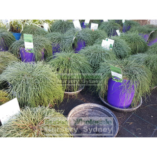 Casuarina Glauca Cousin It 200Mm Pot 2 Default Type