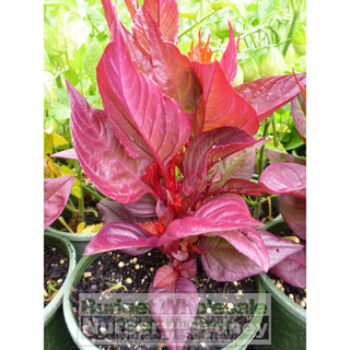 Celosia New Look Red 125Mm Pot Plants
