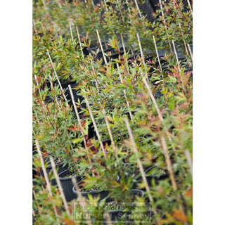 Ceratopetalum Gummiferum 200Mm Pot Alberys Red Plants