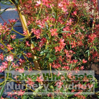 Ceratopetalum Gummiferum 200Mm Pot Alberys Red Plants
