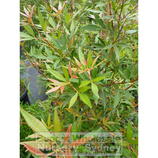 Ceratopetalum Gummiferum 200Mm Pot Alberys Red Plants
