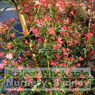Ceratopetalum Gummiferum 200Mm Pot Alberys Red Plants