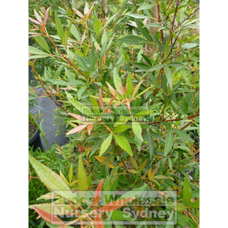 Ceratopetalum Gummiferum 200Mm Pot Alberys Red Plants