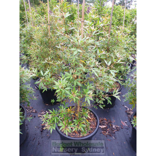 Ceratopetalum Gummiferum Xl 400Mm Pot Alberys Red Plants