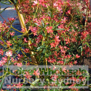 Ceratopetalum Gummiferum Xl 400Mm Pot Alberys Red Plants