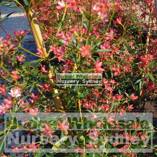 Ceratopetalum Gummiferum Xl 400Mm Pot Alberys Red Plants