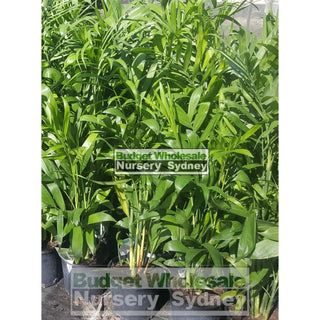 Chamaedorea Seifrizii - Bamboo Palm 175Mm Pot Default Type