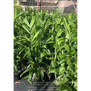 Chamaedorea seifrizii - Bamboo Palm 175mm pot Default type
