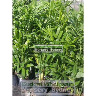 Chamaedorea Seifrizii - Bamboo Palm 175Mm Pot Default Type