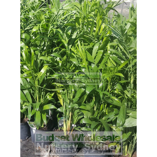 Chamaedorea Seifrizii - Bamboo Palm 175Mm Pot Default Type
