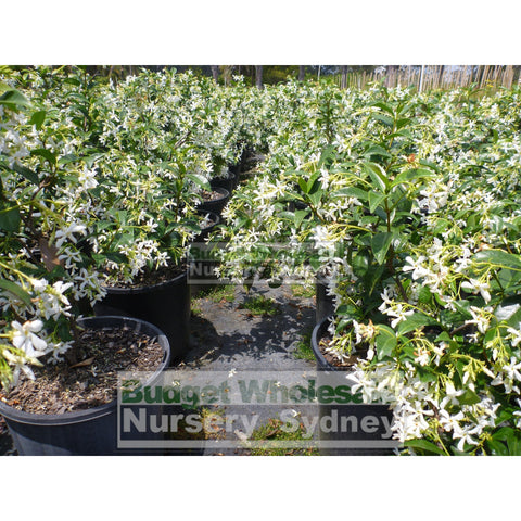 Chinese Star Jasmine 200Mm Pot. Trachlespermum Jasminoides Plants